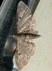 Common Pug